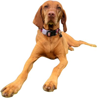 Kaya the vizsla napping under the desk