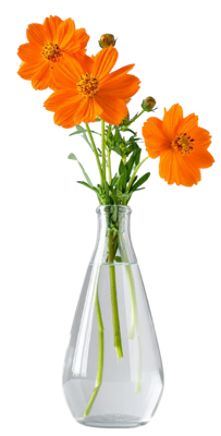 Poppy vase